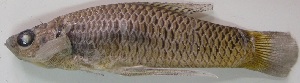  (Pseudoxiphophorus jonesii - PTR246)  @14 [ ] Copyright (2010) Eduardo Soto Galera Unspecified