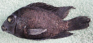  ( - PTR29)  @13 [ ] Copyright (2010) Eduardo Soto Galera 2009 Unspecified