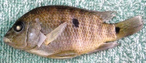  ( - PTR3)  @13 [ ] Copyright (2010) Eduardo Soto Galera 2009 Unspecified