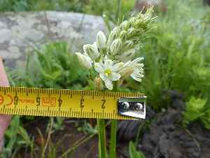 (Ornithogalum graminifolium - FFVCC136)  @11 [ ] nrr  Unspecified Unspecified