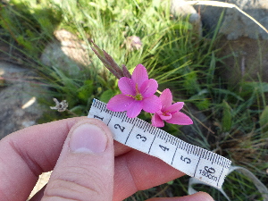  (Hesperantha - FFVCC145)  @11 [ ] nrr  Unspecified Unspecified