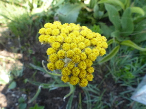  (Helichrysum inornatum - FFVCC149)  @11 [ ] nrr  Unspecified Unspecified