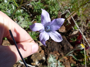  (Wahlenbergia pallidiflora - FFVCC26)  @11 [ ] nrr  Unspecified Unspecified