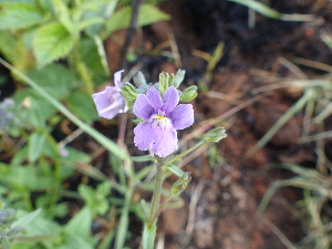  (Nemesia caerulea - FFVCC85)  @11 [ ] nrr  Unspecified Unspecified