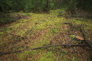  ( - 015_001)  @11 [ ] CreativeCommons - Attribution Non-Commercial Share-Alike (2021) Kostrzyca Forest Gene Bank Kostrzyca Forest Gene Bank