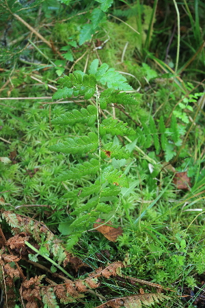  ( - 019_003)  @11 [ ] CreativeCommons - Attribution Non-Commercial Share-Alike (2019) Kostrzyca Forest Gene Bank Kostrzyca Forest Gene Bank