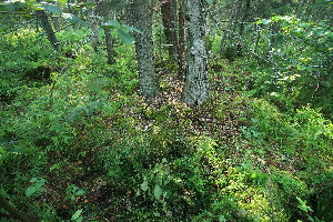  ( - 019_003)  @11 [ ] CreativeCommons - Attribution Non-Commercial Share-Alike (2019) Kostrzyca Forest Gene Bank Kostrzyca Forest Gene Bank