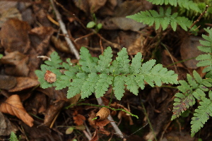 ( - 019_005)  @11 [ ] CreativeCommons - Attribution Non-Commercial Share-Alike (2019) Kostrzyca Forest Gene Bank Kostrzyca Forest Gene Bank