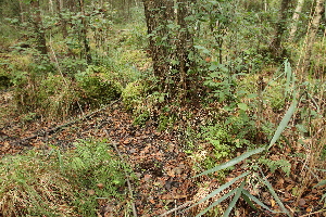  ( - 019_005)  @11 [ ] CreativeCommons - Attribution Non-Commercial Share-Alike (2019) Kostrzyca Forest Gene Bank Kostrzyca Forest Gene Bank