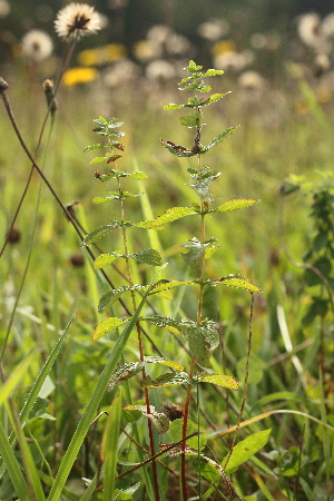  ( - 027_001)  @11 [ ] CreativeCommons - Attribution Non-Commercial Share-Alike (2019) Kostrzyca Forest Gene Bank Kostrzyca Forest Gene Bank