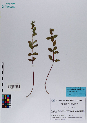  ( - 027_001)  @11 [ ] CreativeCommons - Attribution Non-Commercial Share-Alike (2019) Kostrzyca Forest Gene Bank Kostrzyca Forest Gene Bank