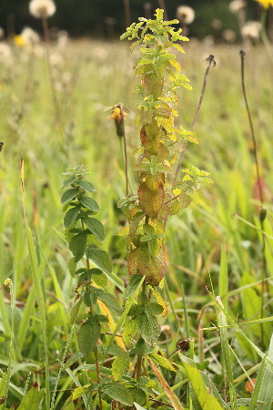  ( - 027_003)  @11 [ ] CreativeCommons - Attribution Non-Commercial Share-Alike (2019) Kostrzyca Forest Gene Bank Kostrzyca Forest Gene Bank