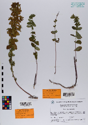  ( - 027_003)  @11 [ ] CreativeCommons - Attribution Non-Commercial Share-Alike (2019) Kostrzyca Forest Gene Bank Kostrzyca Forest Gene Bank