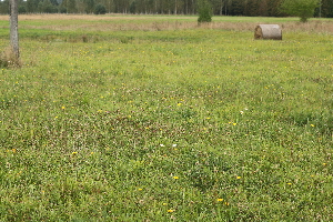  ( - 027_004)  @11 [ ] CreativeCommons - Attribution Non-Commercial Share-Alike (2019) Kostrzyca Forest Gene Bank Kostrzyca Forest Gene Bank