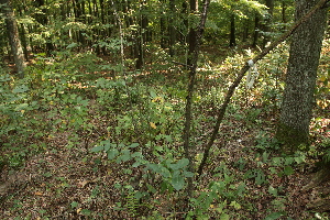  ( - 032_002)  @11 [ ] CreativeCommons - Attribution Non-Commercial Share-Alike (2019) Kostrzyca Forest Gene Bank Kostrzyca Forest Gene Bank
