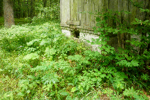  (Lathyrus laevigatus - 038_005)  @11 [ ] CreativeCommons - Attribution Non-Commercial Share-Alike (2019) Kostrzyca Forest Gene Bank Kostrzyca Forest Gene Bank