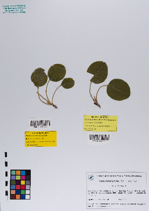  ( - 041_001)  @11 [ ] CreativeCommons - Attribution Non-Commercial Share-Alike (2019) Kostrzyca Forest Gene Bank Kostrzyca Forest Gene Bank