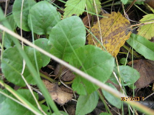  ( - 041_003)  @11 [ ] CreativeCommons - Attribution Non-Commercial Share-Alike (2019) Kostrzyca Forest Gene Bank Kostrzyca Forest Gene Bank