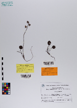  ( - 042_001)  @11 [ ] CreativeCommons - Attribution Non-Commercial Share-Alike (2019) Kostrzyca Forest Gene Bank Kostrzyca Forest Gene Bank