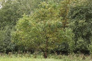  ( - 044_010)  @11 [ ] CreativeCommons - Attribution Non-Commercial Share-Alike (2019) Kostrzyca Forest Gene Bank Kostrzyca Forest Gene Bank