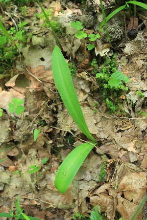  ( - 052_002)  @11 [ ] CreativeCommons - Attribution Non-Commercial Share-Alike (2019) Kostrzyca Forest Gene Bank Kostrzyca Forest Gene Bank