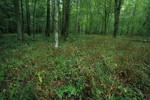  ( - 056_003)  @11 [ ] CreativeCommons - Attribution Non-Commercial Share-Alike (2019) Kostrzyca Forest Gene Bank Kostrzyca Forest Gene Bank