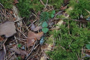  ( - 060_001)  @11 [ ] CreativeCommons - Attribution Non-Commercial Share-Alike (2019) Kostrzyca Forest Gene Bank Kostrzyca Forest Gene Bank