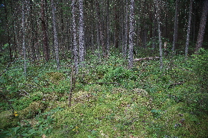  ( - 060_002)  @11 [ ] CreativeCommons - Attribution Non-Commercial Share-Alike (2019) Kostrzyca Forest Gene Bank Kostrzyca Forest Gene Bank