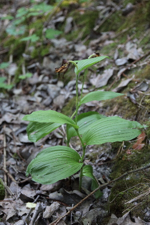  ( - 066_001)  @11 [ ] CreativeCommons - Attribution Non-Commercial Share-Alike (2019) Kostrzyca Forest Gene Bank Kostrzyca Forest Gene Bank