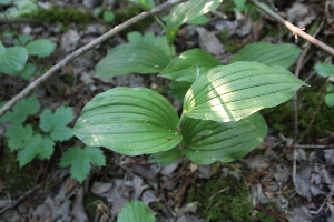  ( - 066_002)  @11 [ ] CreativeCommons - Attribution Non-Commercial Share-Alike (2019) Kostrzyca Forest Gene Bank Kostrzyca Forest Gene Bank