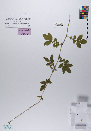  (Agrimonia eupatoria - 073_004)  @11 [ ] CreativeCommons - Attribution Non-Commercial Share-Alike (2019) Kostrzyca Forest Gene Bank Kostrzyca Forest Gene Bank