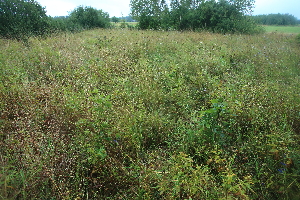  ( - 082_004)  @11 [ ] CreativeCommons - Attribution Non-Commercial Share-Alike (2019) Kostrzyca Forest Gene Bank Kostrzyca Forest Gene Bank