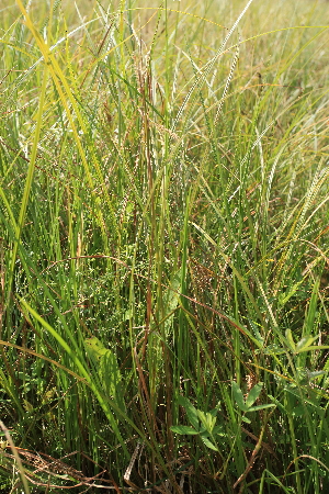  ( - 091_001)  @11 [ ] CreativeCommons - Attribution Non-Commercial Share-Alike (2019) Kostrzyca Forest Gene Bank Kostrzyca Forest Gene Bank