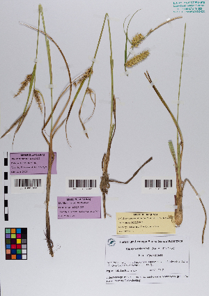  ( - 091_001)  @11 [ ] CreativeCommons - Attribution Non-Commercial Share-Alike (2019) Kostrzyca Forest Gene Bank Kostrzyca Forest Gene Bank