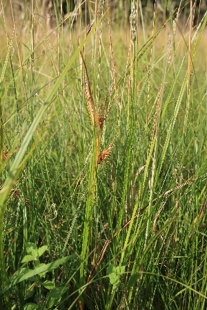  ( - 091_004)  @11 [ ] CreativeCommons - Attribution Non-Commercial Share-Alike (2019) Kostrzyca Forest Gene Bank Kostrzyca Forest Gene Bank