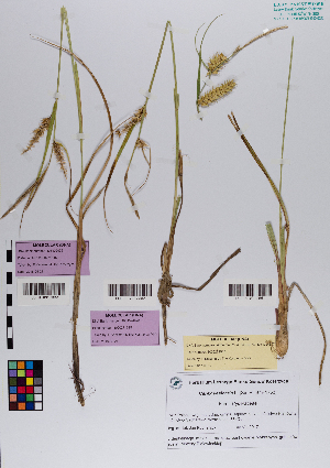  ( - 091_004)  @11 [ ] CreativeCommons - Attribution Non-Commercial Share-Alike (2019) Kostrzyca Forest Gene Bank Kostrzyca Forest Gene Bank