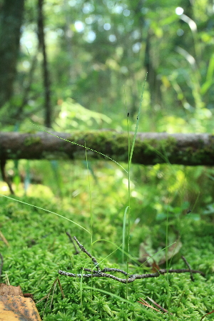  ( - 093_002)  @11 [ ] CreativeCommons - Attribution Non-Commercial Share-Alike (2019) Kostrzyca Forest Gene Bank Kostrzyca Forest Gene Bank