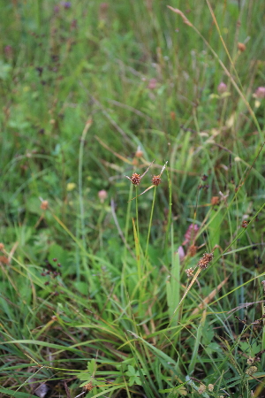  ( - 098_001A)  @11 [ ] CreativeCommons - Attribution Non-Commercial Share-Alike (2019) Kostrzyca Forest Gene Bank Kostrzyca Forest Gene Bank