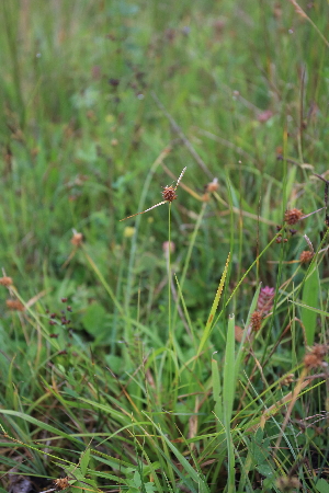  ( - 098_002A)  @11 [ ] CreativeCommons - Attribution Non-Commercial Share-Alike (2019) Kostrzyca Forest Gene Bank Kostrzyca Forest Gene Bank