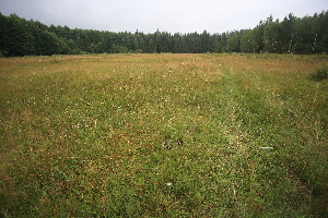  ( - 098_002A)  @11 [ ] CreativeCommons - Attribution Non-Commercial Share-Alike (2019) Kostrzyca Forest Gene Bank Kostrzyca Forest Gene Bank