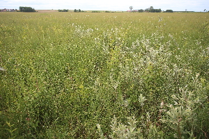  ( - 104_003)  @11 [ ] CreativeCommons - Attribution Non-Commercial Share-Alike (2019) Kostrzyca Forest Gene Bank Kostrzyca Forest Gene Bank