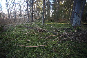  (Sphagnum fimbriatum - 008_003)  @11 [ ] CreativeCommons - Attribution Non-Commercial Share-Alike (2019) Kostrzyca Forest Gene Bank Kostrzyca Forest Gene Bank