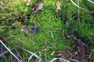  (Sphagnum girgensohnii - 009_004)  @11 [ ] CreativeCommons - Attribution Non-Commercial Share-Alike (2019) Kostrzyca Forest Gene Bank Kostrzyca Forest Gene Bank