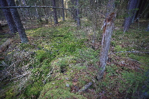  (Sphagnum magellanicum - 010_003)  @11 [ ] CreativeCommons - Attribution Non-Commercial Share-Alike (2019) Kostrzyca Forest Gene Bank Kostrzyca Forest Gene Bank