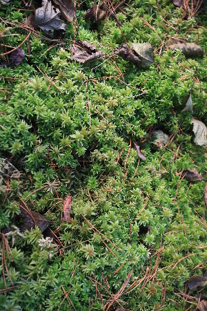  (Sphagnum palustre - 011_002)  @11 [ ] CreativeCommons - Attribution Non-Commercial Share-Alike (2019) Kostrzyca Forest Gene Bank Kostrzyca Forest Gene Bank