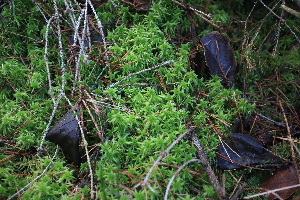  (Sphagnum squarrosum - 012_003)  @11 [ ] CreativeCommons - Attribution Non-Commercial Share-Alike (2019) Kostrzyca Forest Gene Bank Kostrzyca Forest Gene Bank