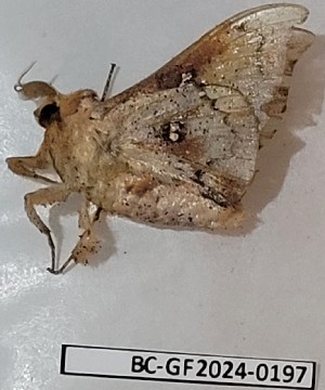  ( - BC-GF2024-0197)  @11 [ ] Creative Commons (2024) rodolphe rougerie Museum national d'histoire naturelle