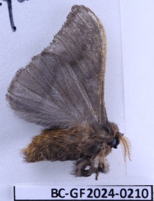  ( - BC-GF2024-0210)  @11 [ ] Creative Commons (2024) rodolphe rougerie Museum national d'histoire naturelle