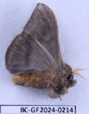  ( - BC-GF2024-0214)  @11 [ ] Creative Commons (2024) rodolphe rougerie Museum national d'histoire naturelle