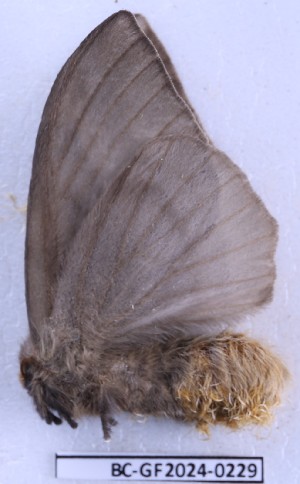  ( - BC-GF2024-0229)  @11 [ ] Creative Commons (2024) rodolphe rougerie Museum national d'histoire naturelle